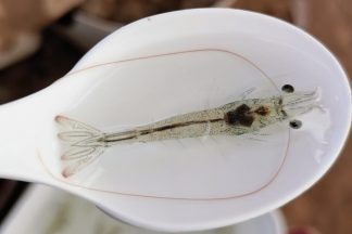 WhatsApp Image 2021-02-24 at 11.16.13 AM